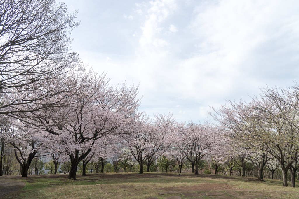 早朝ウォーキング桜巡り【都筑中央公園展望広場に咲く満開の桜】②20230324