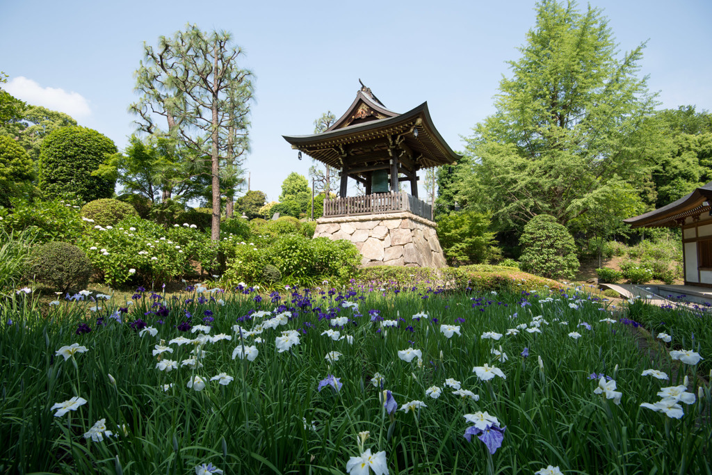 【正覚寺の花菖蒲と鐘】20150531