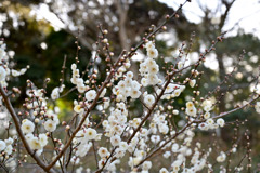大倉山梅林【梅の花：玉牡丹】①20250214