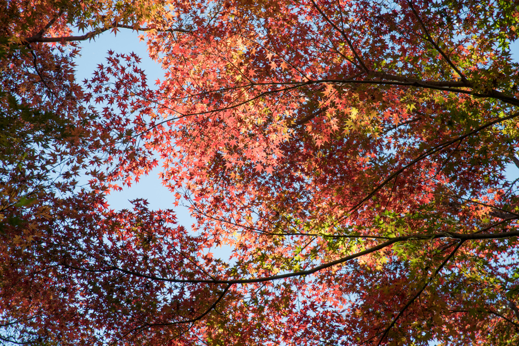 神代植物公園【かえで園：遠くの紅葉】②20211127