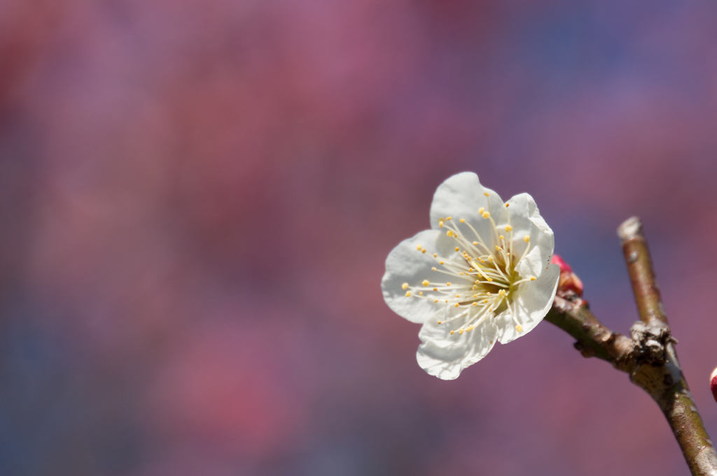 薬師池公園【梅の花のピックアップ】①20170226
