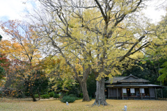 六義園【心泉亭付近の黄葉】20241202