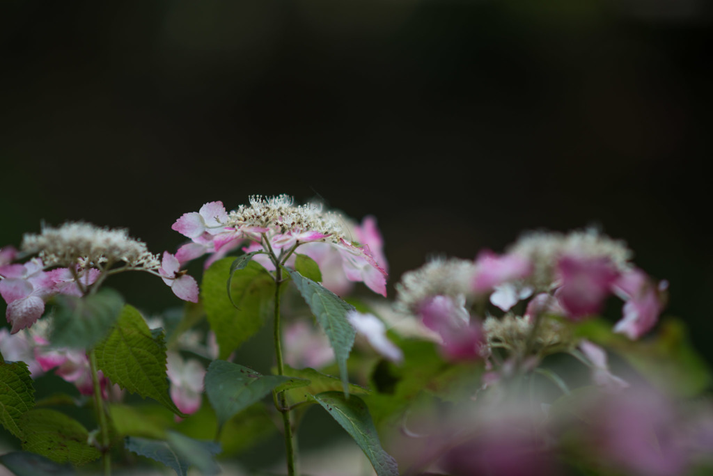 薬師池公園【紫陽花：紅ガク】20180609