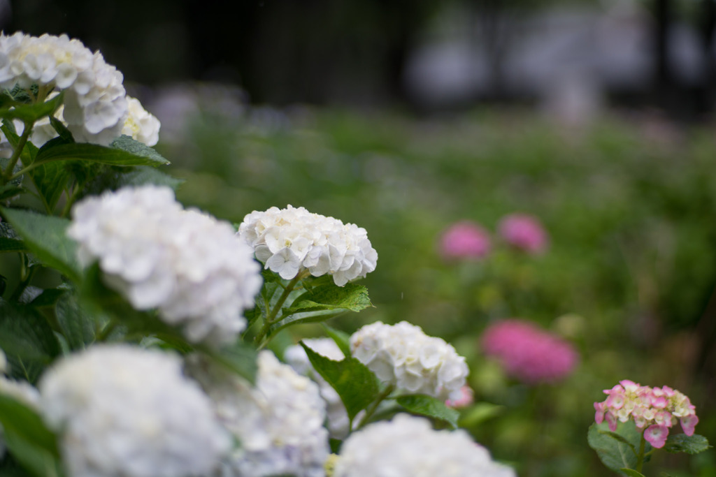 府中市郷土の森【アジサイ】b1、f=1.4_Planar_85mm