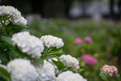 府中市郷土の森【アジサイ】b1、f=1.4_Planar_85mm