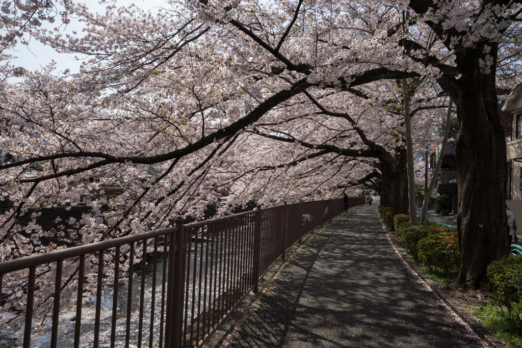 【恩田川の桜】③20180331