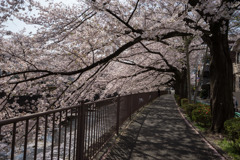 【恩田川の桜】③20180331