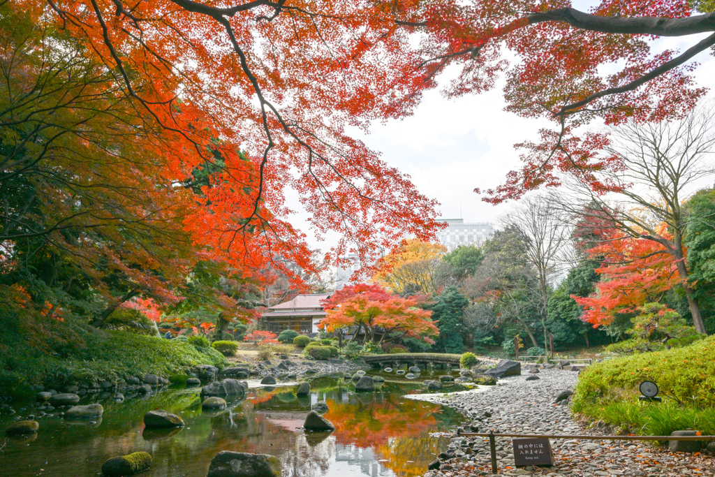 小石川後楽園【渡月橋付近の紅葉】①20241202