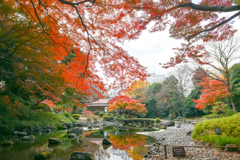 小石川後楽園【渡月橋付近の紅葉】①20241202