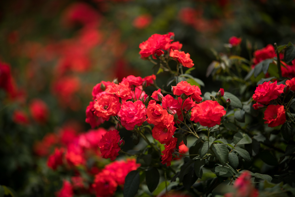 神代植物公園【夏バラ：花房】20220709