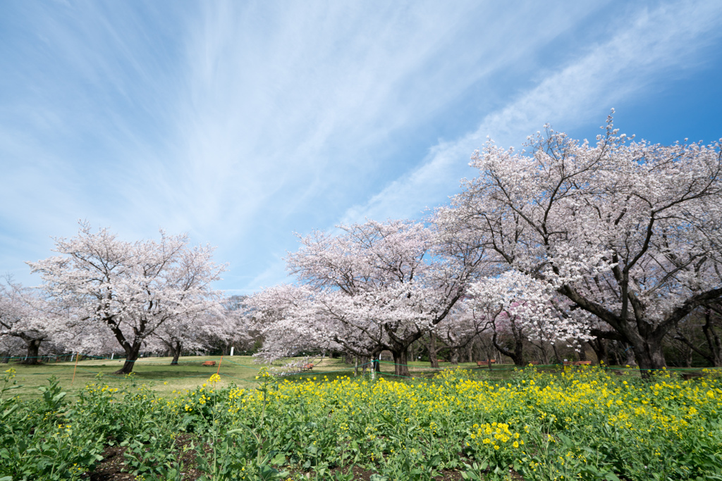 昭和記念公園【桜の園：桜の近景】④20220402