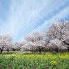 昭和記念公園【桜の園：桜の近景】④20220402