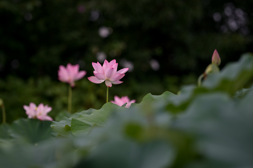 花菜ガーデン【田んぼたんぼの蓮(アップ)】①20240718