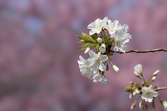 新宿御苑【桜：大島桜】④20170325