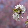 新宿御苑【桜：大島桜】④20170325