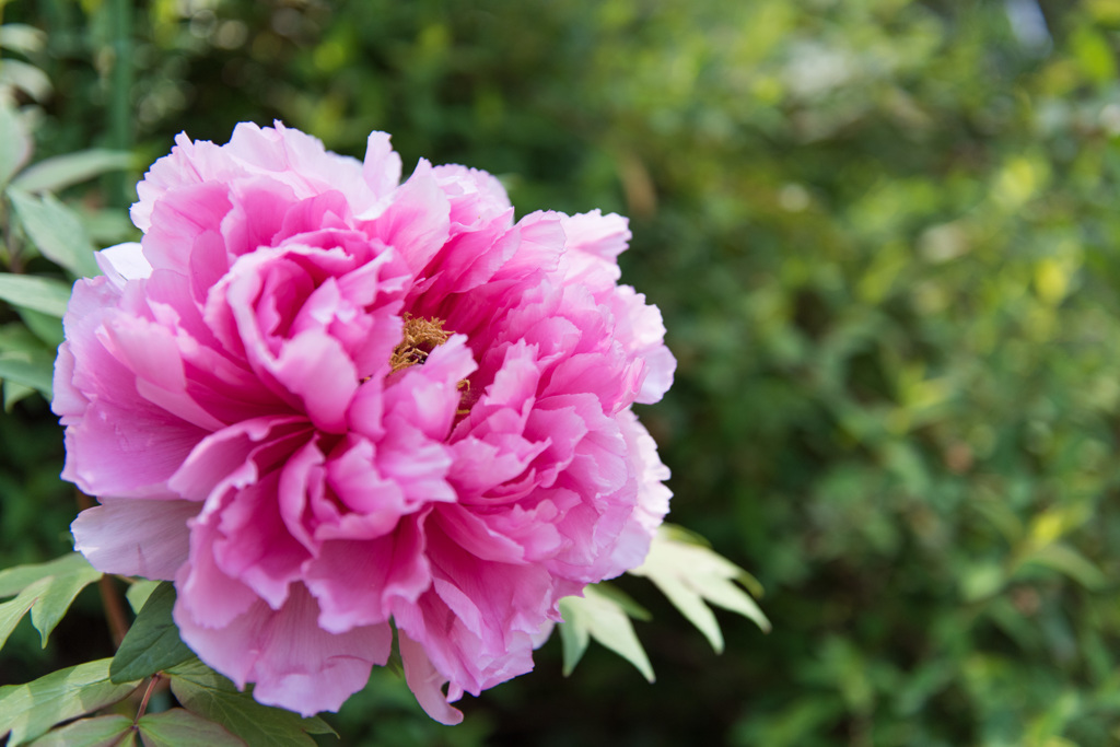【神代植物公園(ボタン：百花殿)】20150426