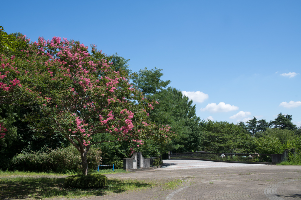 昭和記念公園【サルスベリ】①20220730