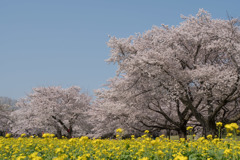 昭和記念公園【桜の園】②20180401