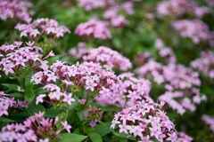 大船フラワーセンター【ペンタス】20251102