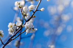 小田原FG【梅：一重緑萼】①20190210