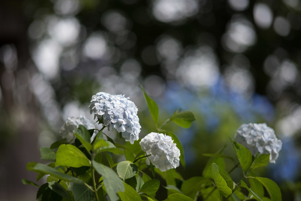 【薬師池公園(白色の紫陽花)】20160612