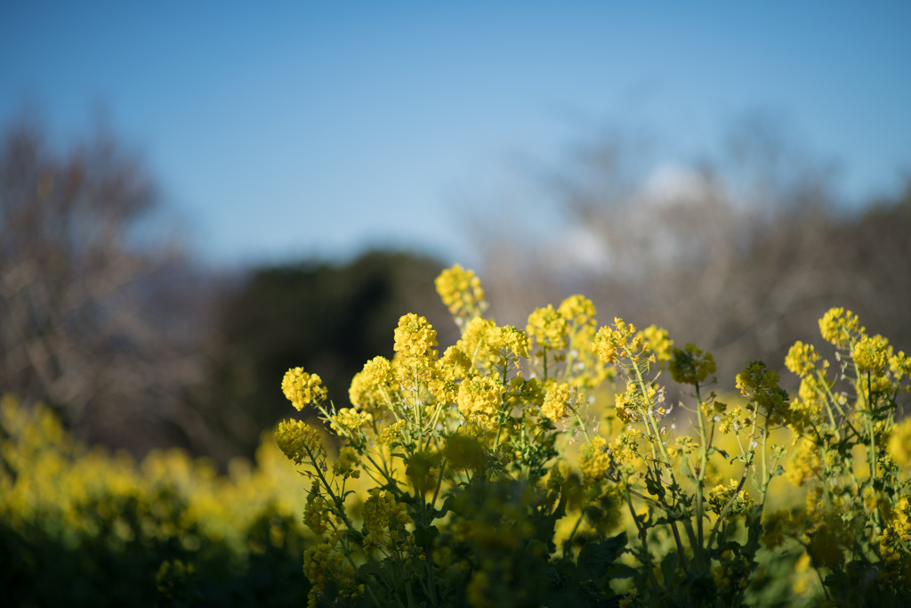 吾妻山公園【菜の花】②20220109