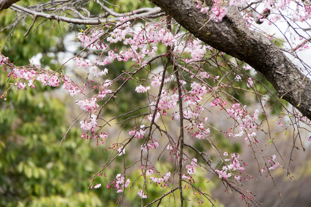 近所の緑道【鴨池公園の枝垂れ桜】20200328
