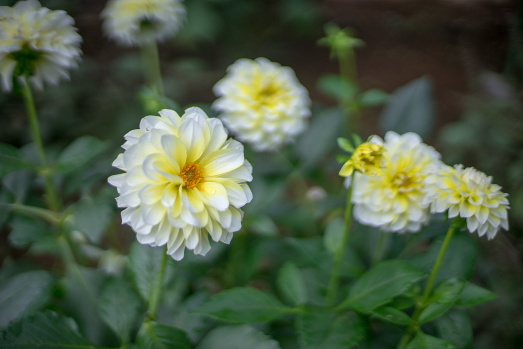 神代植物公園【ダリア：レモンシルク】②20191020