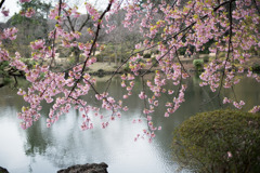 早春の新宿御苑【サクラ：修善寺寒桜】②20200307