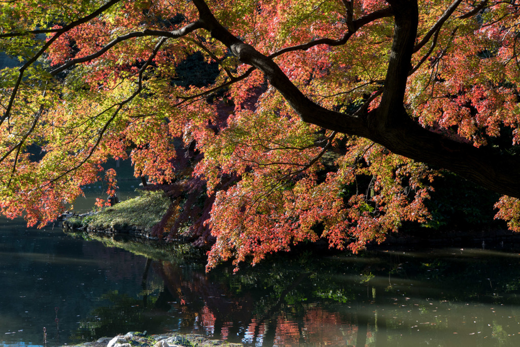 小石川後楽園【沢渡り近辺の紅葉】20181201