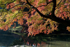 小石川後楽園【沢渡り近辺の紅葉】20181201