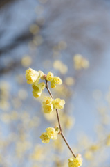 【新宿御苑(日向水木)】20150322