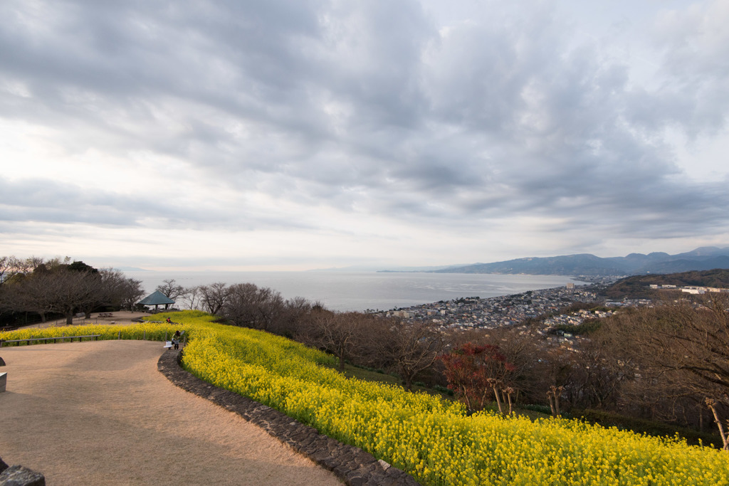 【吾妻山公園(相模湾と菜の花)】20160111