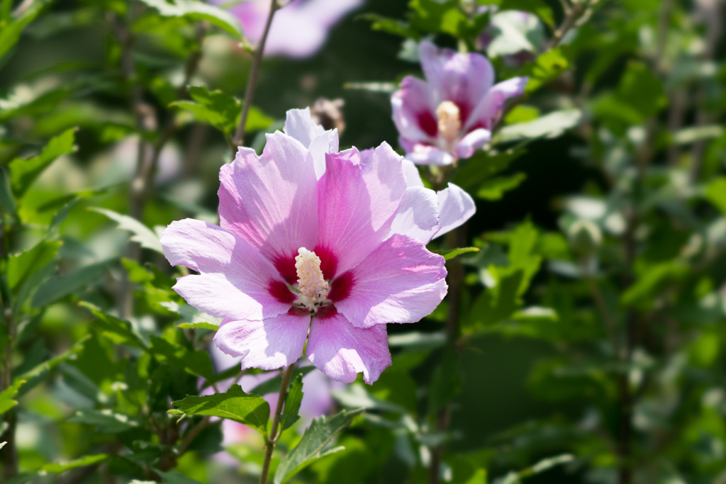 神代植物公園【ムクゲ：紫細弁】②20210724