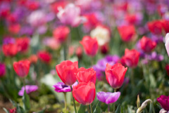 花菜ガーデン【チューリップ：赤系】②20190407