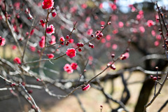 大倉山梅林【梅の花：鹿児島紅】①20250214