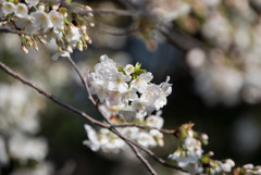 本牧山頂公園【桜：大島桜】③20180324