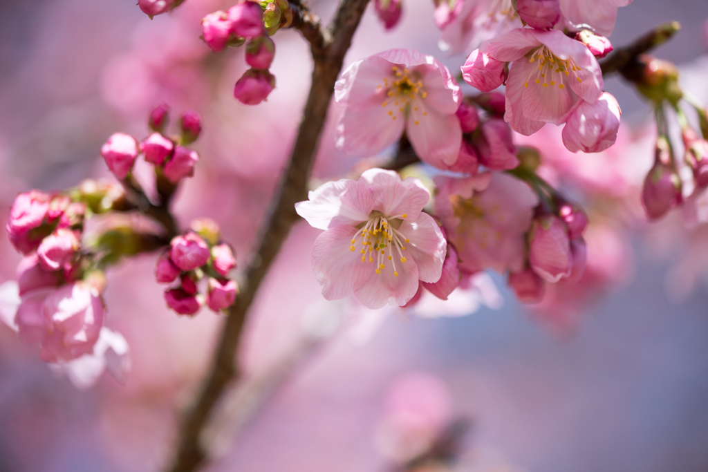 新宿御苑【早咲き桜：陽光】③20220320