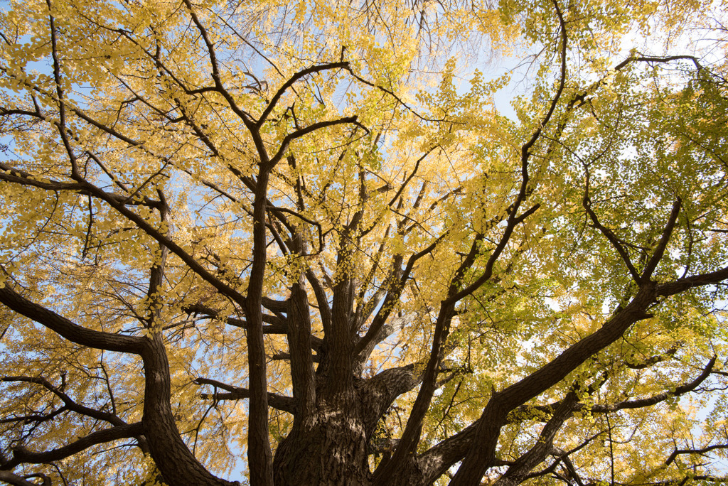 新宿御苑【イチョウの黄葉】②20181201