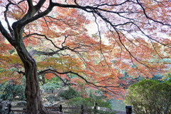 新宿御苑【下の池付近の大モミジ】①20251124