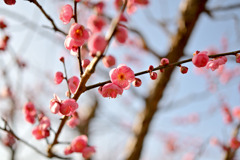 小田原フラワーガーデン【梅の花：八重松島】20260130