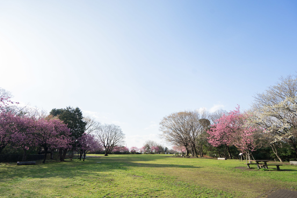 本牧山頂公園【横浜緋桜の眺め】①20180324
