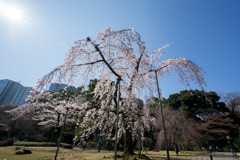 小石川後楽園【枝垂桜：馬場桜】①20180325