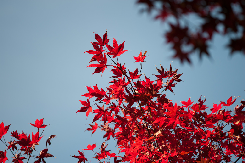 【薬師池公園の紅葉】⑦20141116