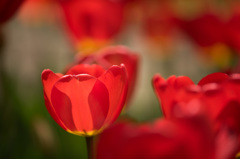 【昭和記念公園(オックスフォード)】③20150418