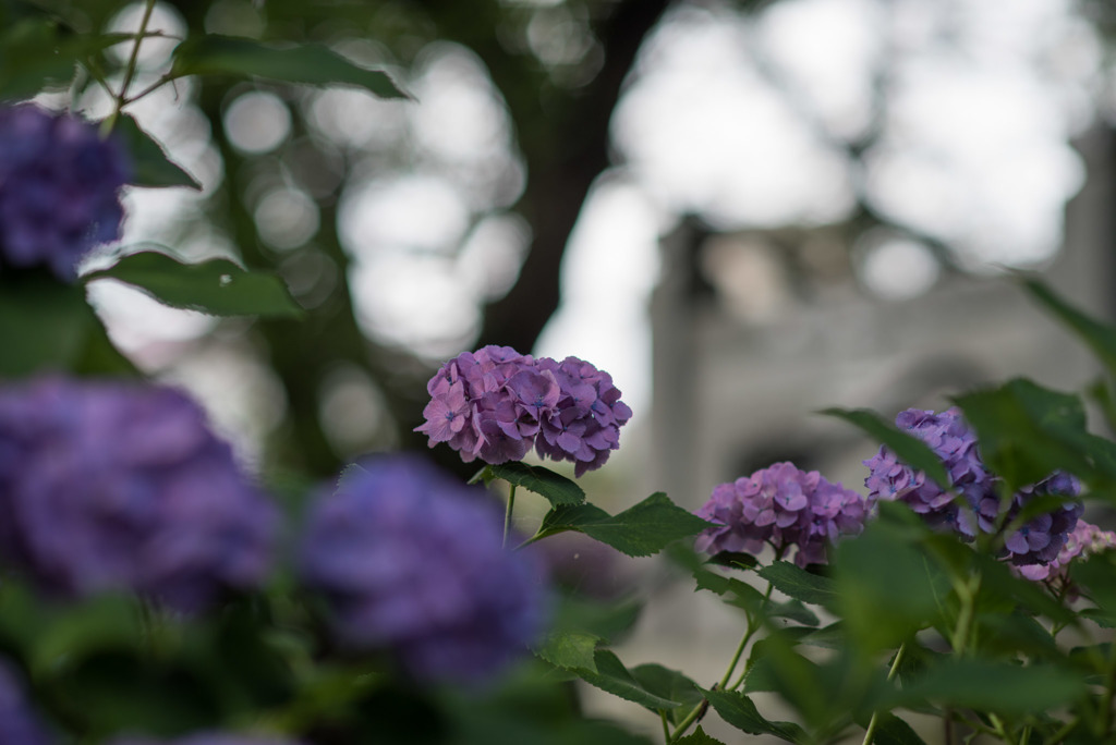 妙楽寺【紫陽花のアップ】②20190622