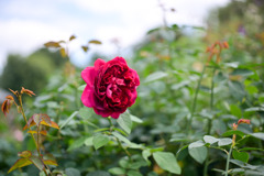 花菜ガーデン【秋パラ：グレイス】20251027