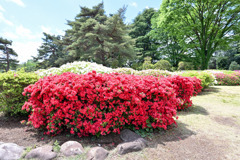 神代植物公園【つつじ園の様子】①20250429