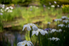 正覚寺【花菖蒲(白系)】20220604