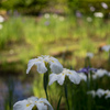 正覚寺【花菖蒲(白系)】20220604